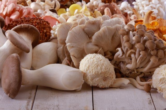 a bunch of mushroom varieties
