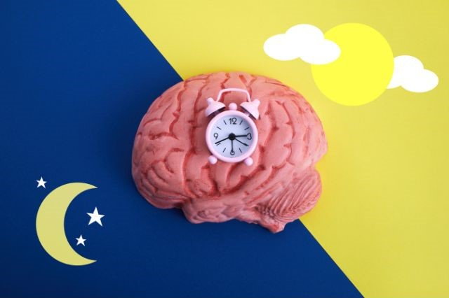 picture of a human brain with a tiny clock on it