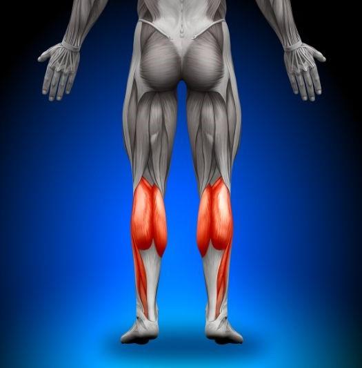 Calves - Anatomy Muscles